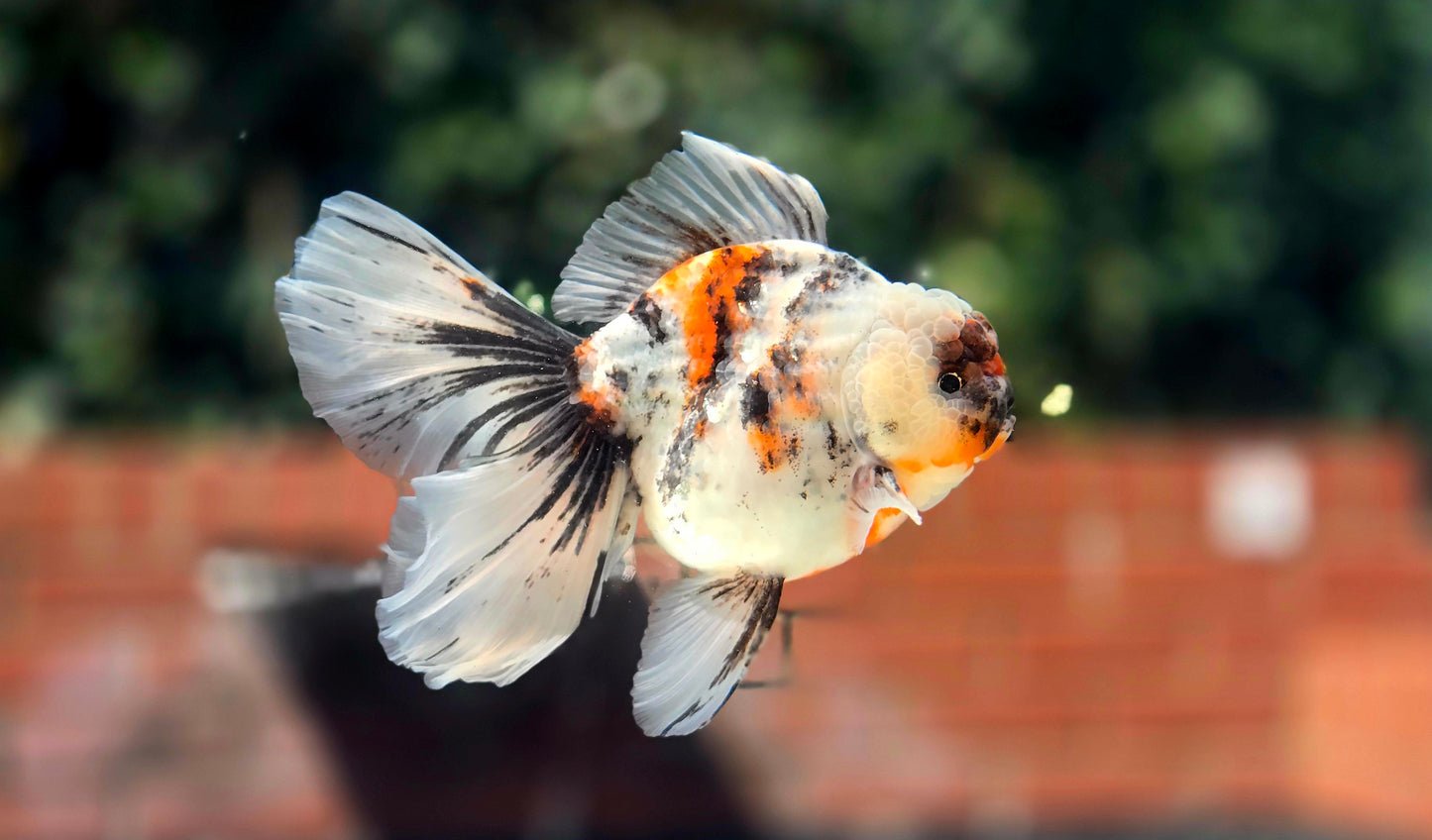 VHQ Jumbo Calico Oranda July2620 T3
