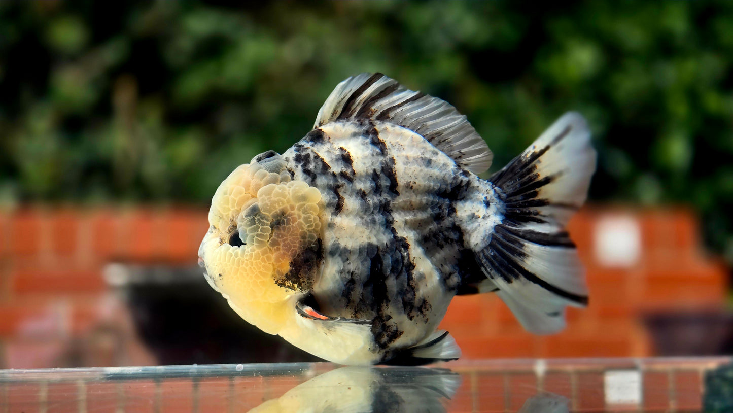 VHQ Jumbo Calico Oranda July26154 T4