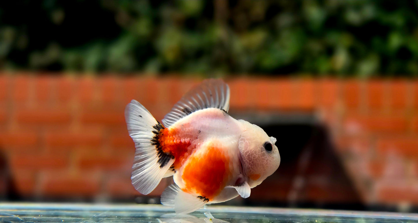 HQ Shogun Oranda July2666 C3