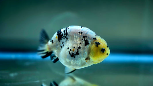 HQ Ranchu July2623 T1