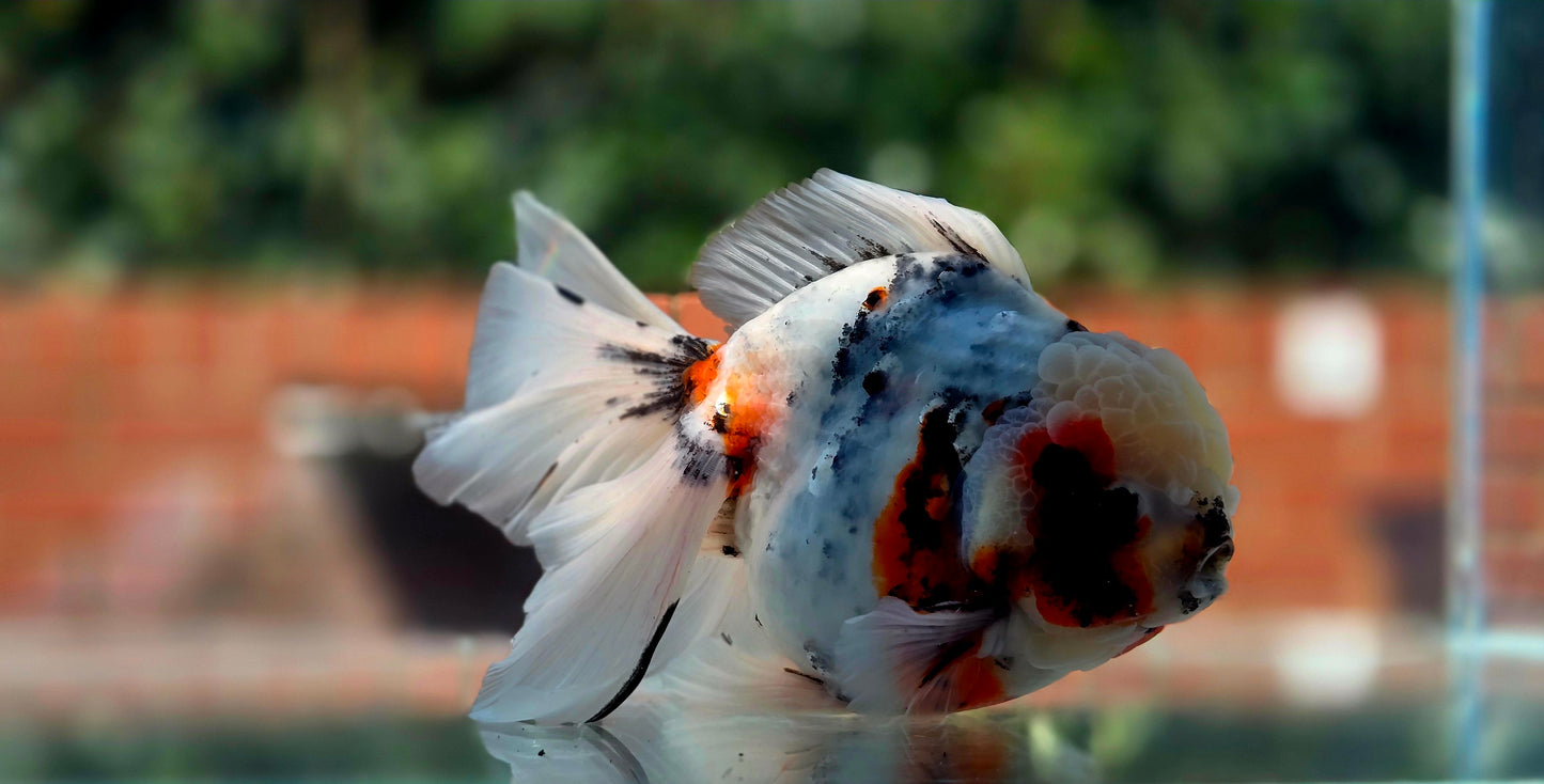 VHQ Jumbo Calico Oranda July2616 T4