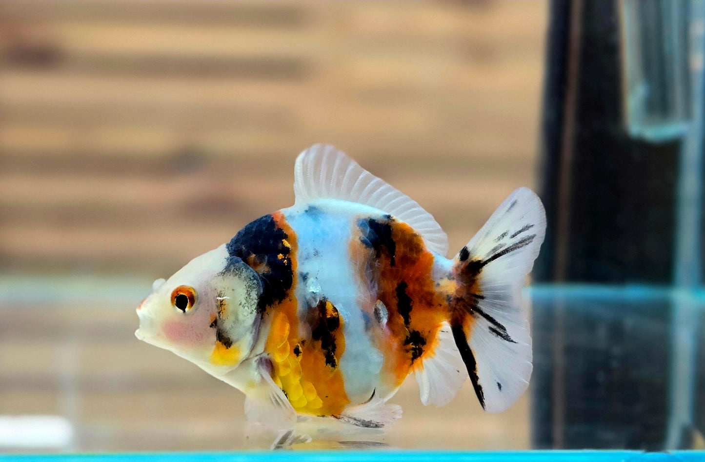 Calico Oranda May008