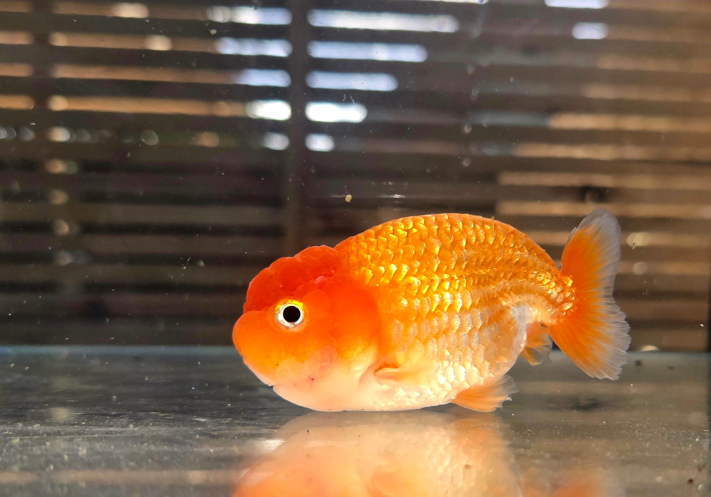 Ranchu A002