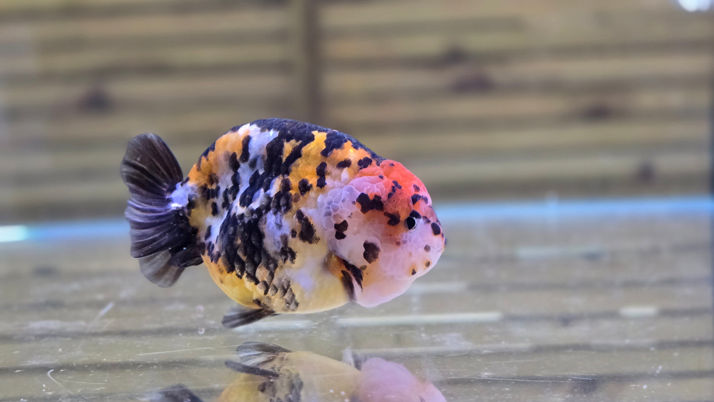 Calico Ranchu J26019