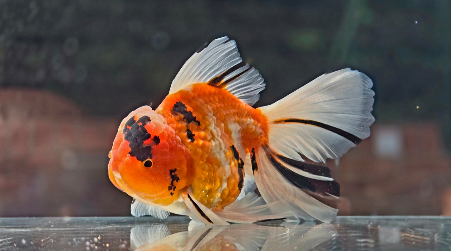 VHQ Jumbo Calico Oranda July2607 P