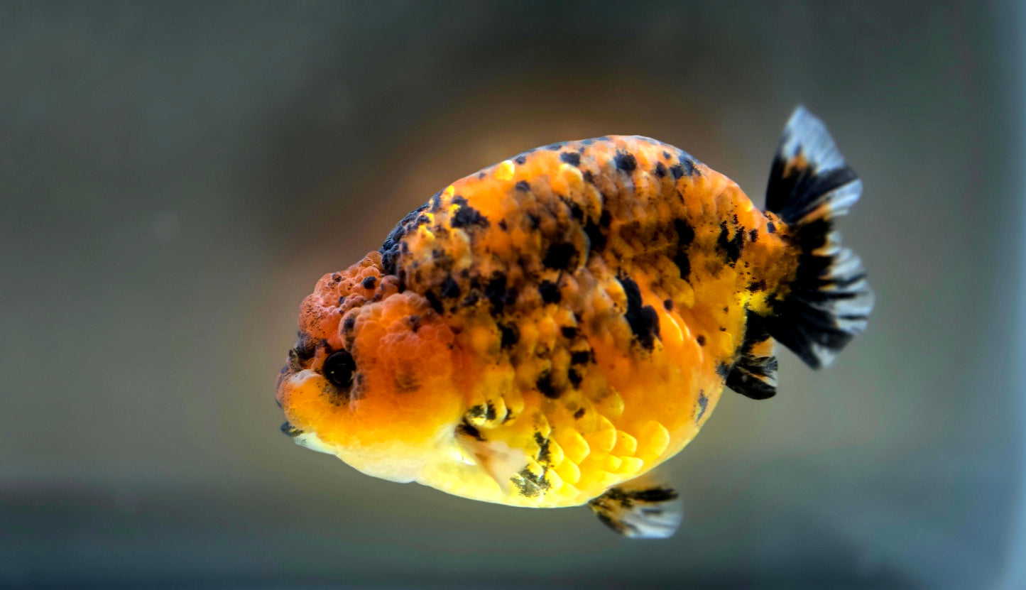 HQ Ranchu July2636 T1