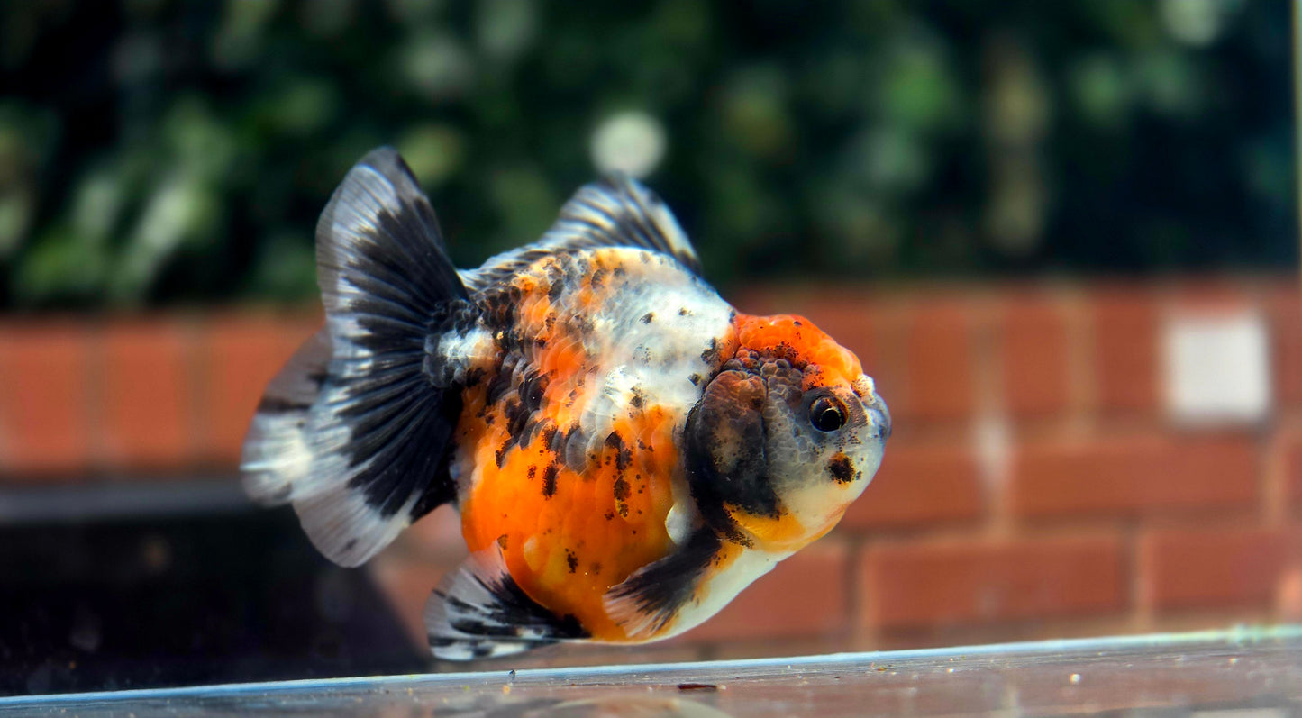 HQ Shogun Oranda July2652 C3