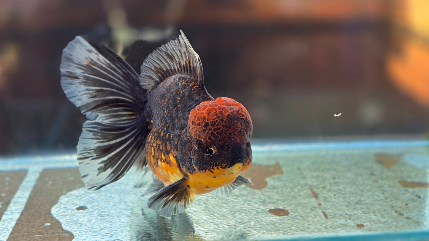 Jumbo Oranda Dec007