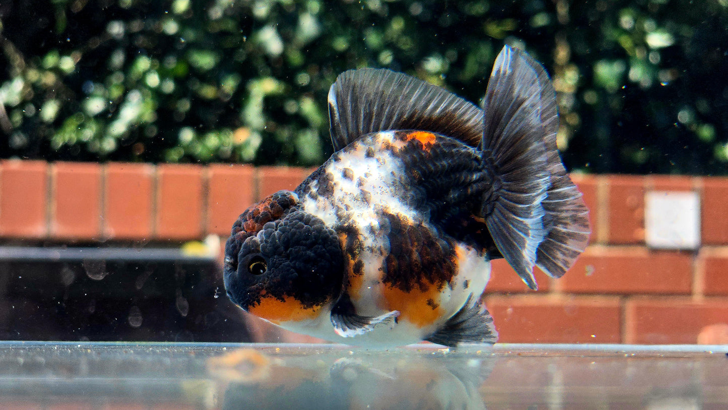 HQ Shogun Oranda July2651 C3