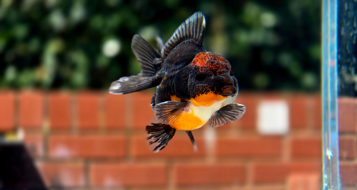 HQ Shogun Oranda July2648 C2