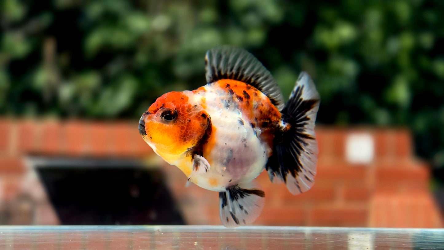 HQ Shogun Oranda July2647 C2