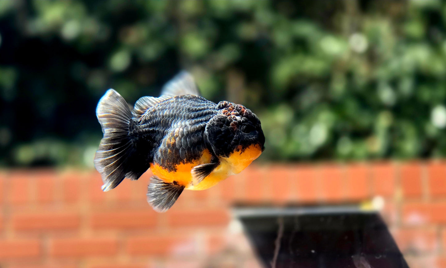 HQ Shogun Oranda July2646 C2