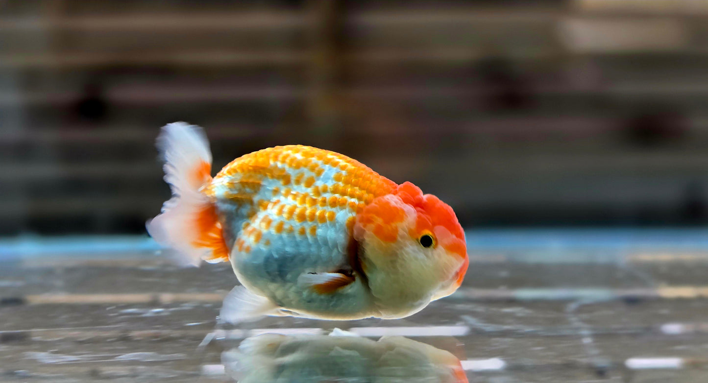 Ranchu A005