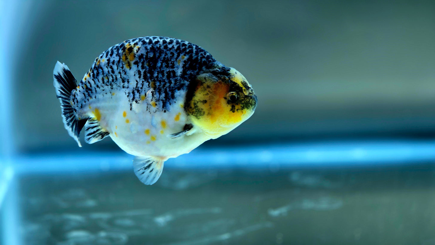 HQ Ranchu July2625 T1