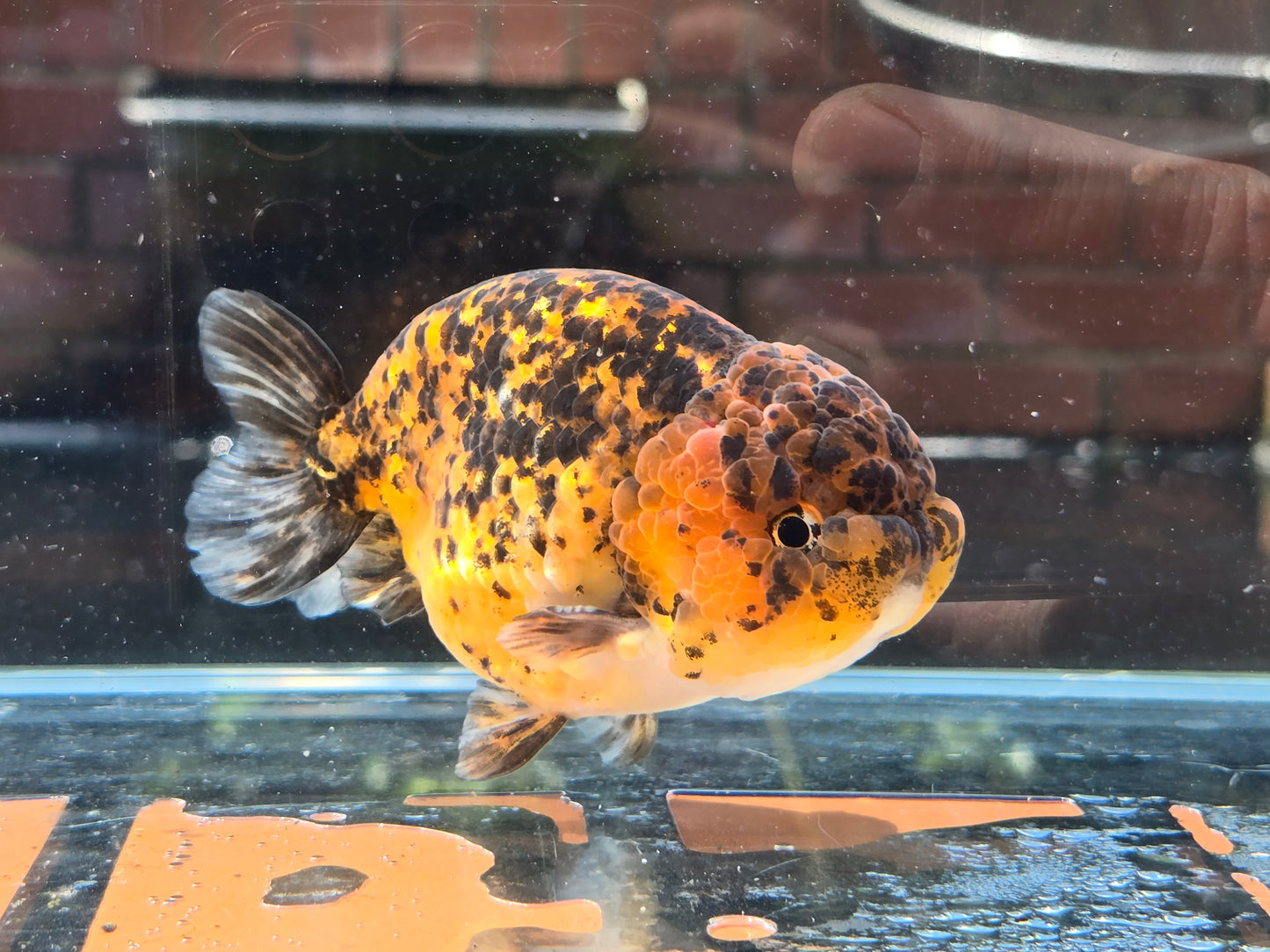 HQ Ranchu June068