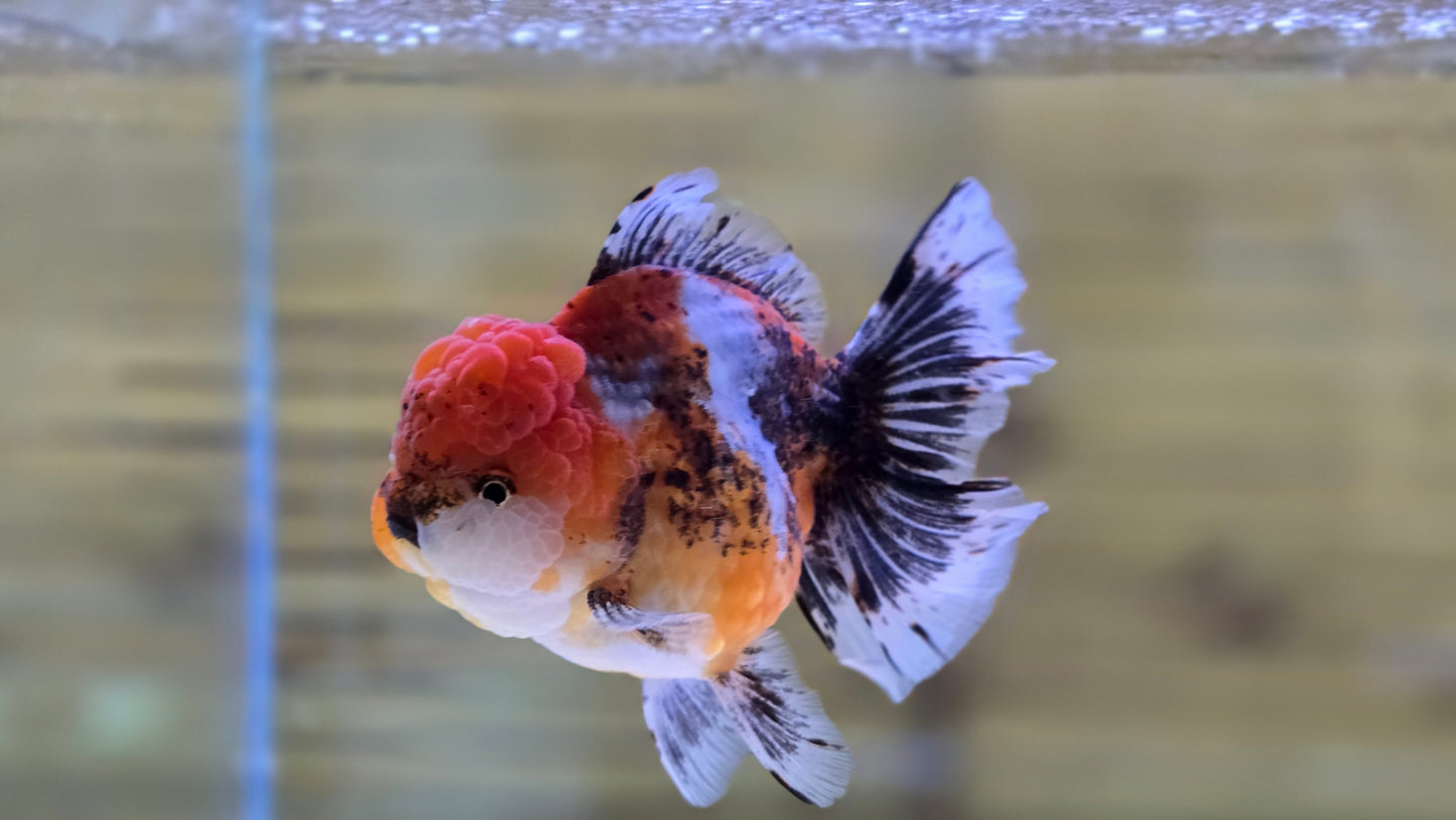 Jumbo Oranda J26017