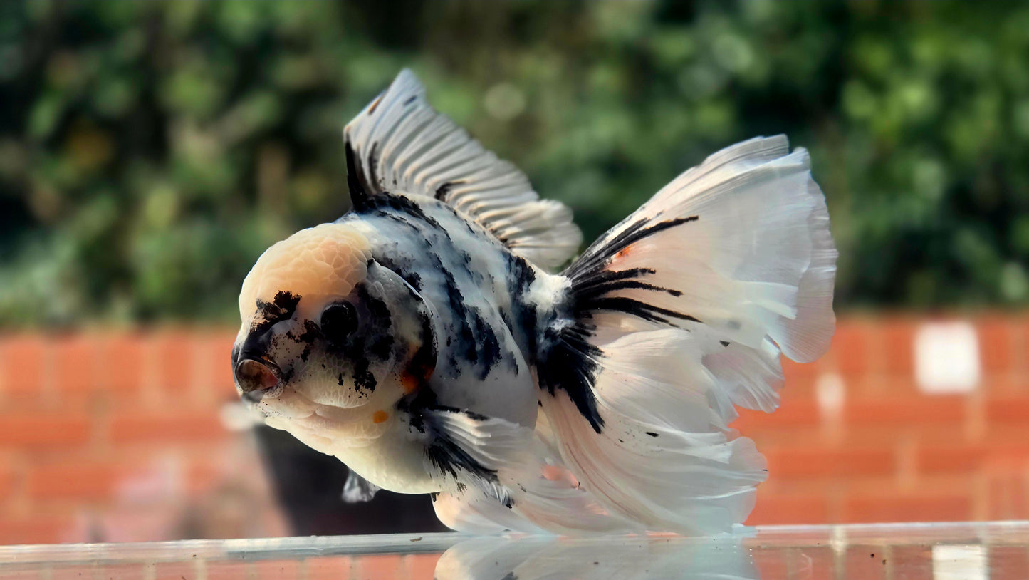 VHQ Jumbo Calico Oranda July2633 C1