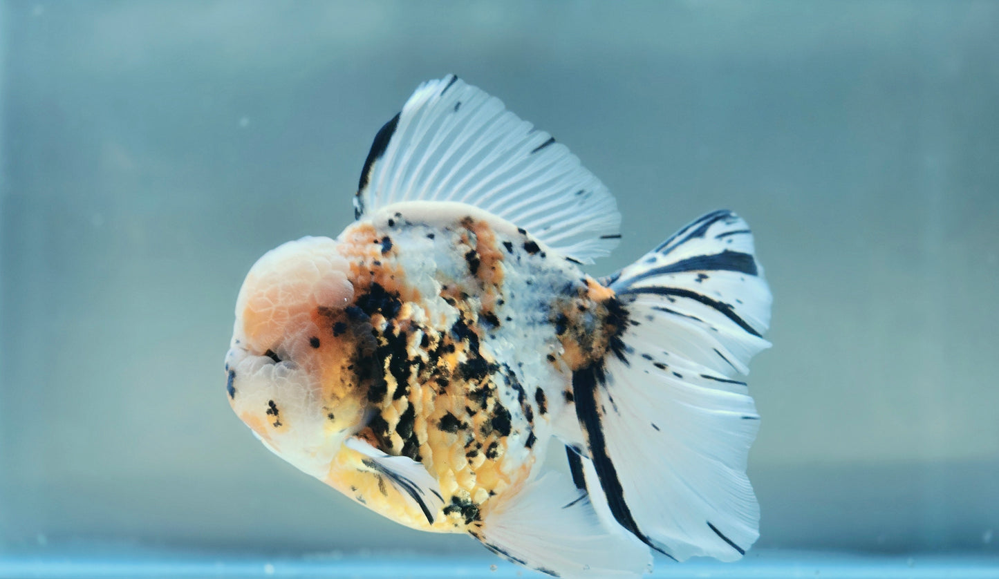 VHQ Jumbo Calico Oranda July2608 T5