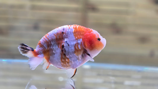 Ranchu J26032