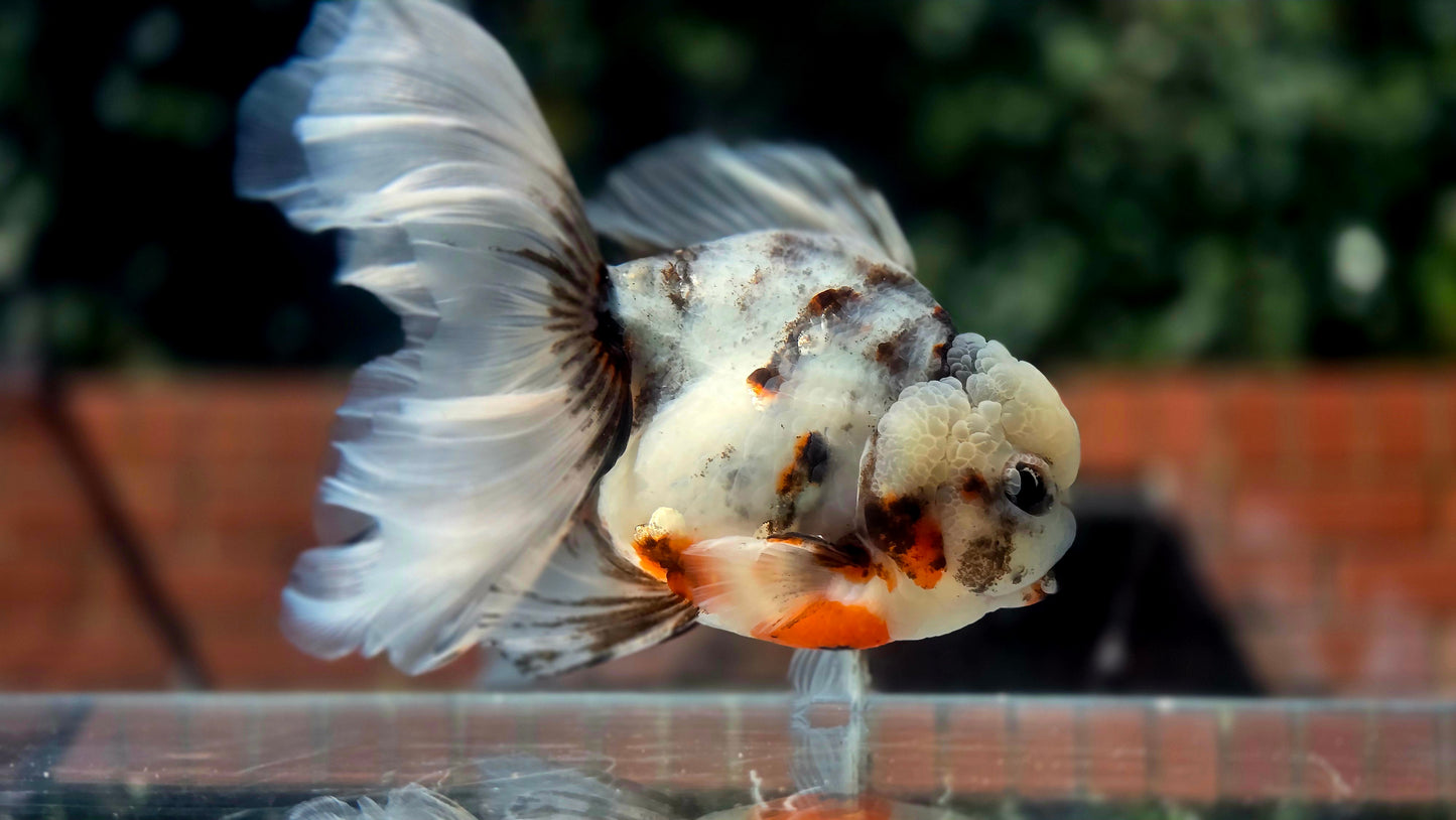 VHQ Jumbo Calico Oranda July2619 T3