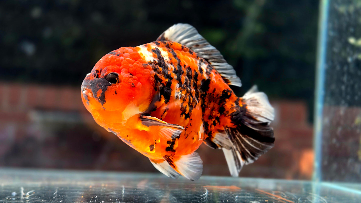 VHQ Jumbo Calico Oranda July2605 P