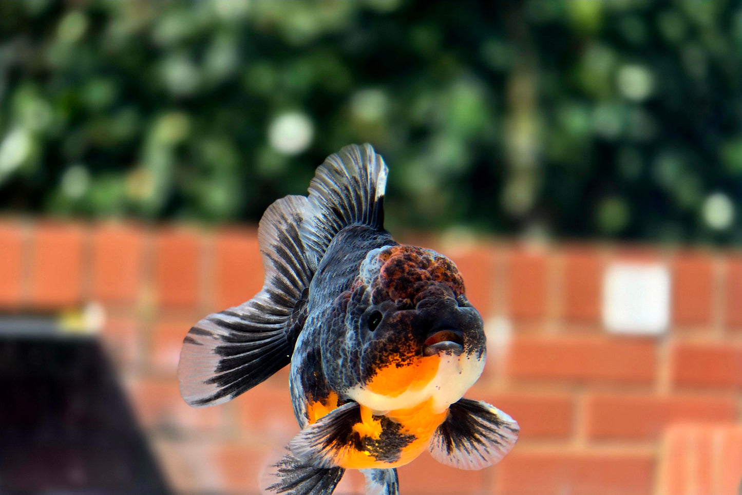 HQ Shogun Oranda July2649 C2