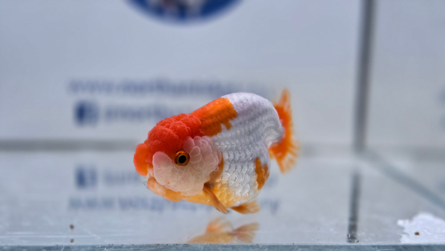 Ranchu J26013