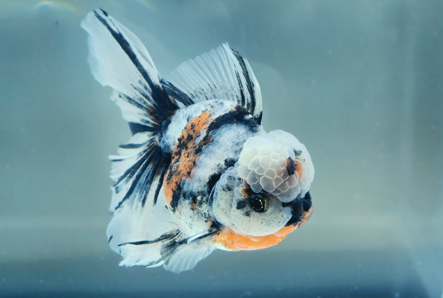 VHQ Jumbo Calico Oranda July2610 T5