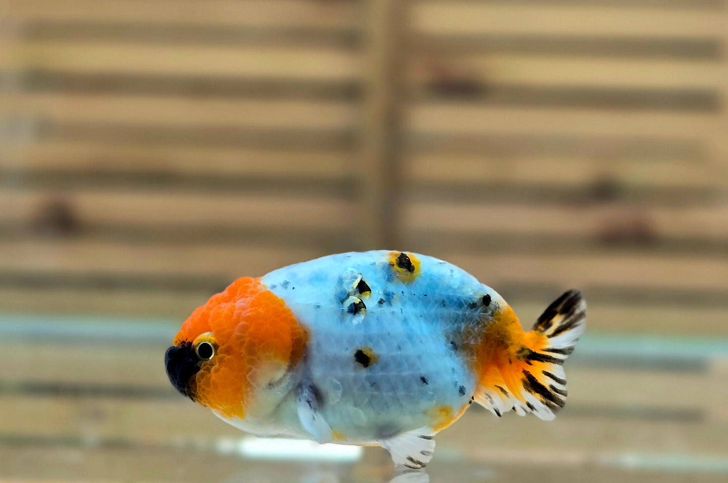 Calico Ranchu May005