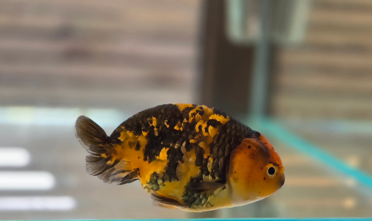 Calico Ranchu May011
