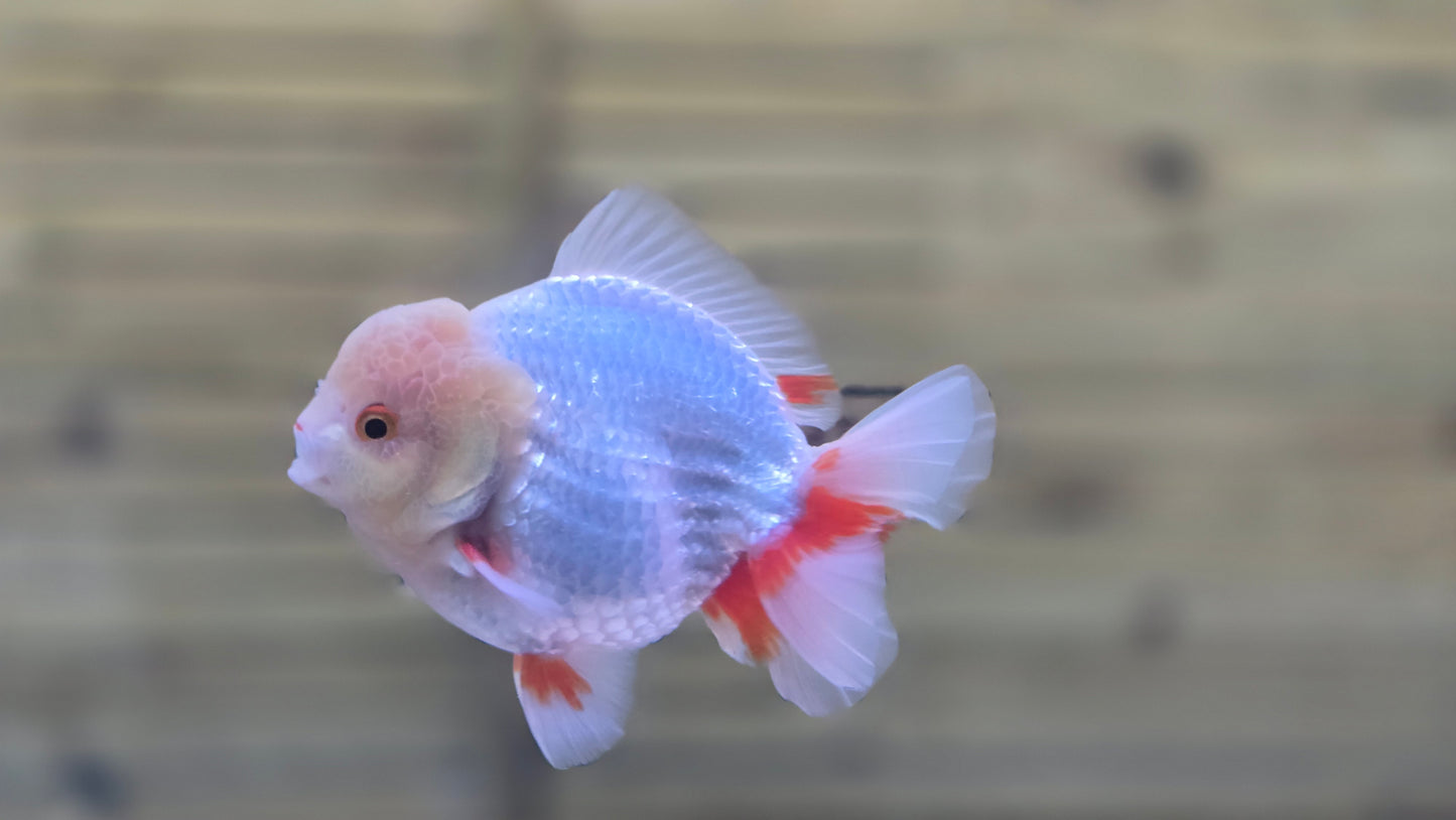 Jumbo Oranda J26012