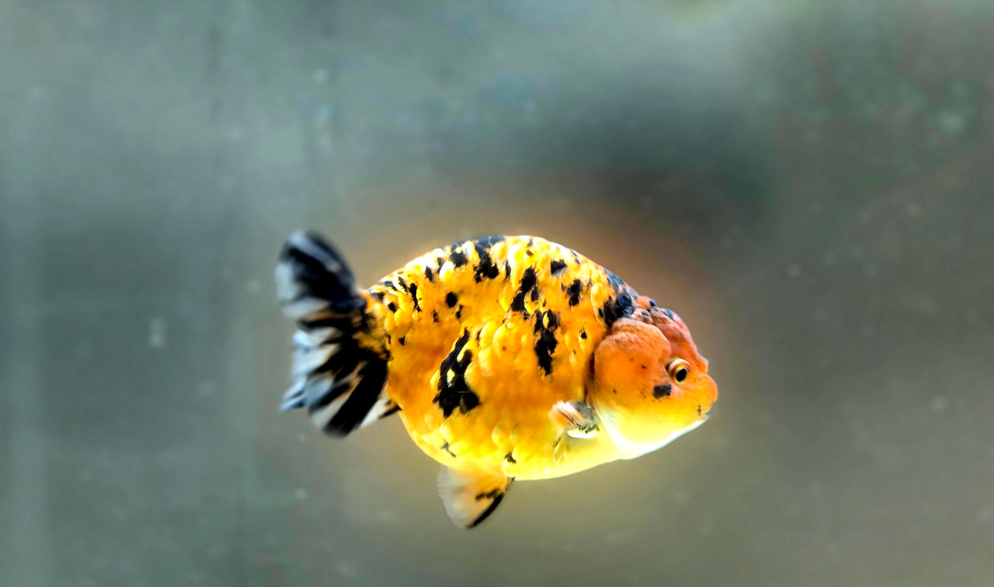 HQ Ranchu July2663 T2