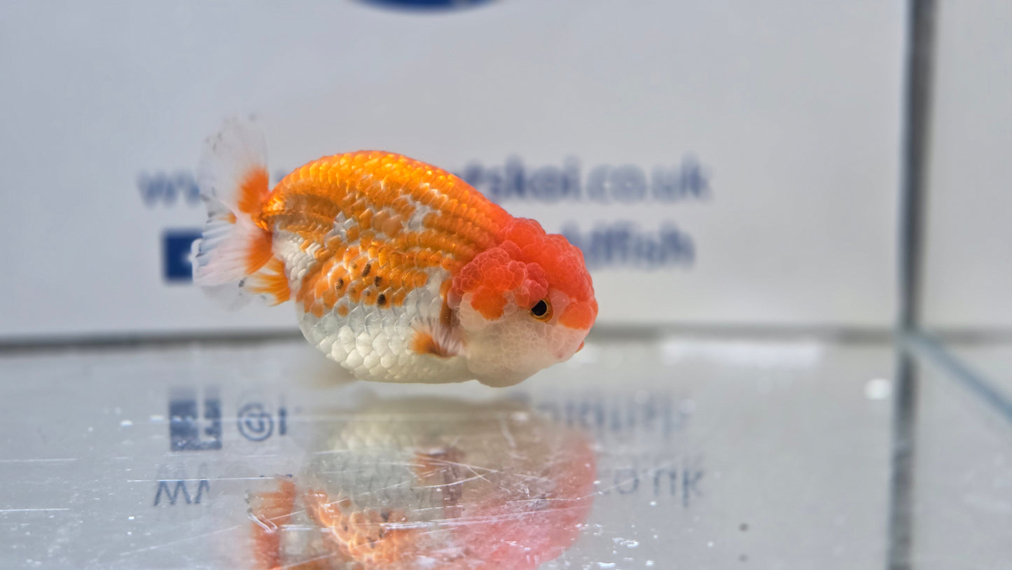 Ranchu J26027