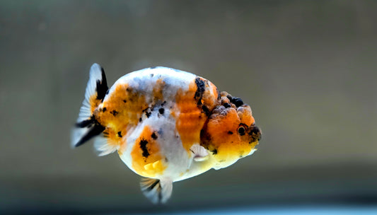 HQ Ranchu July2660 T2