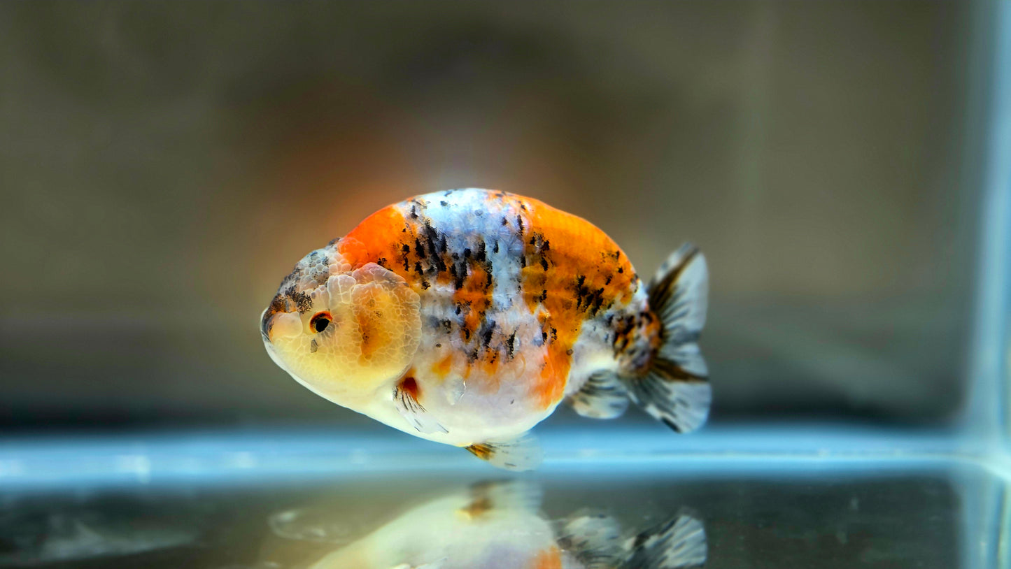 HQ Ranchu July2658 T2