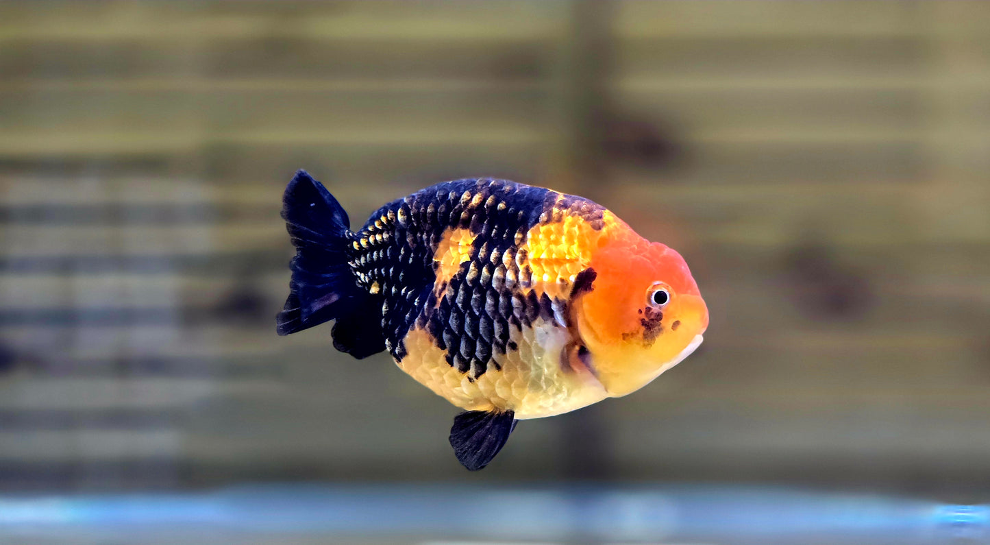 Apache Ranchu J26021