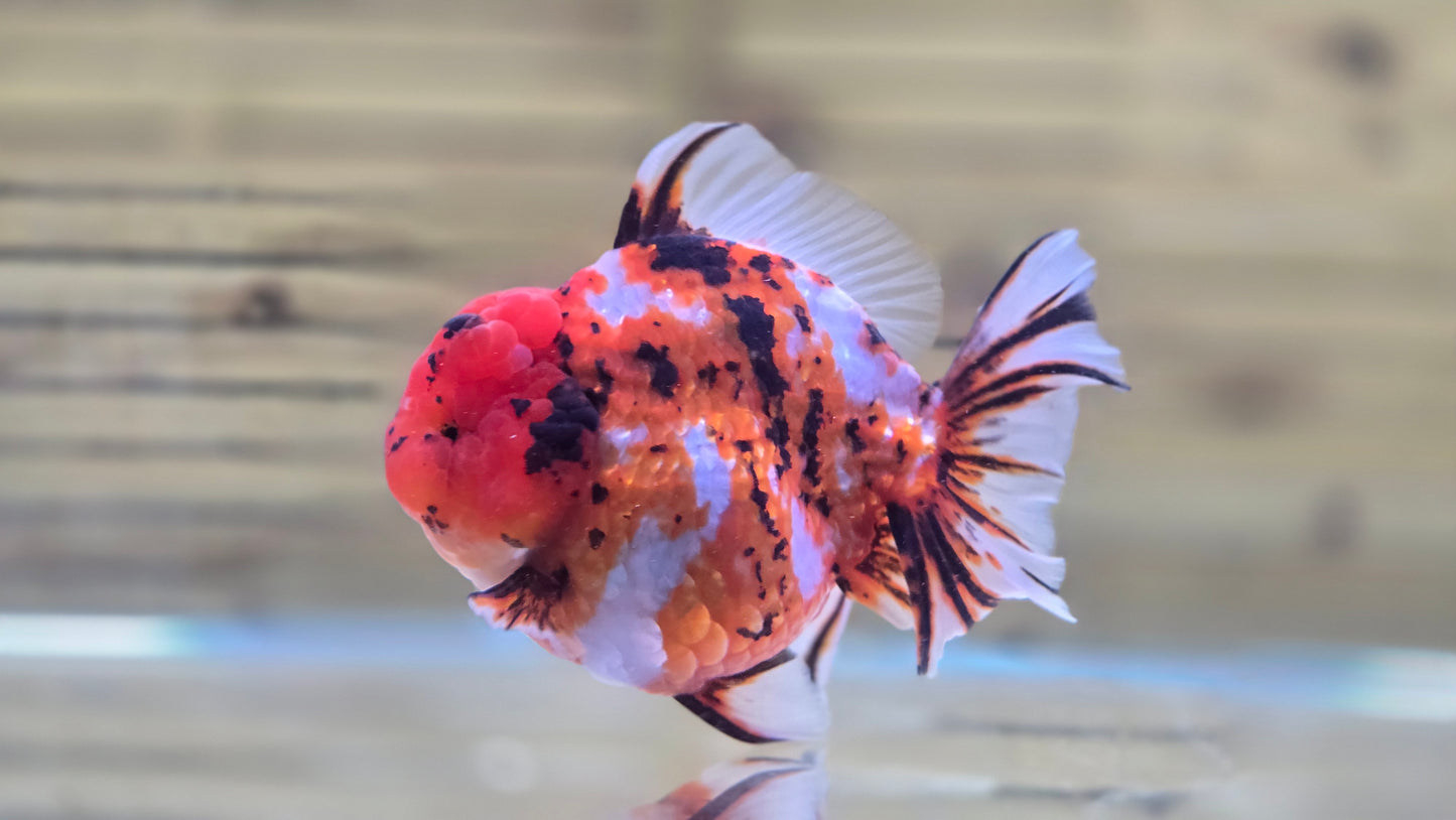 Jumbo Oranda J26009