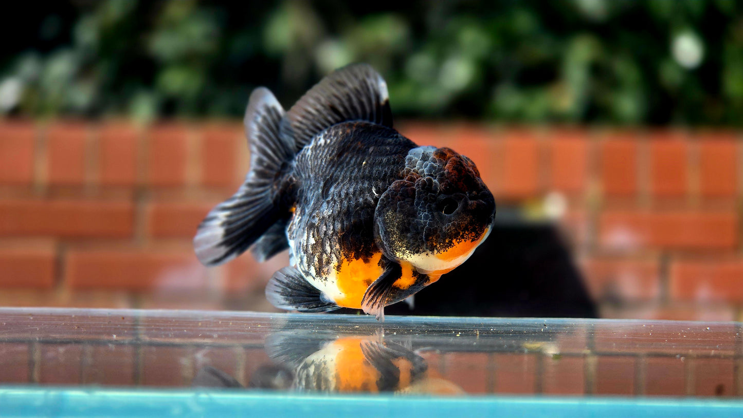 HQ Shogun Oranda July2649 C2