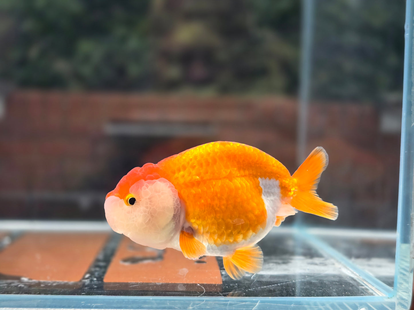 HQ Ranchu June055 T5