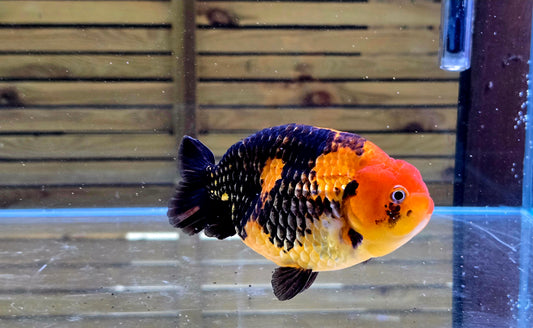 Apache Ranchu J26021