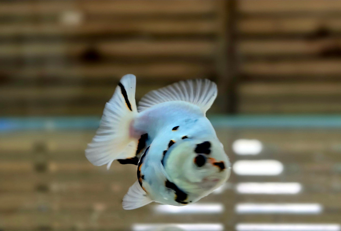 Calico Oranda May007