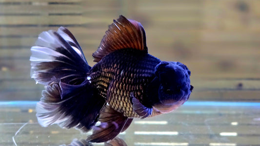 Oranda J26042