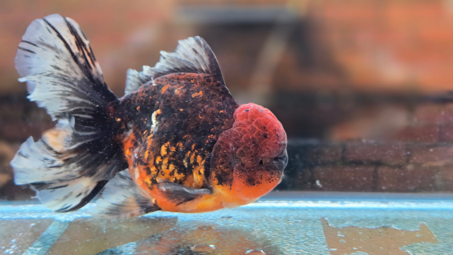 Jumbo Oranda Dec003