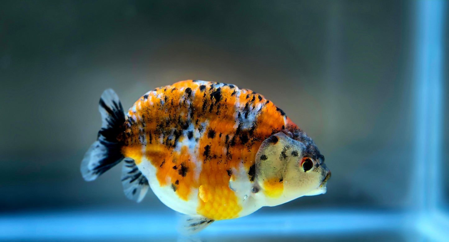 HQ Ranchu July2635 T1