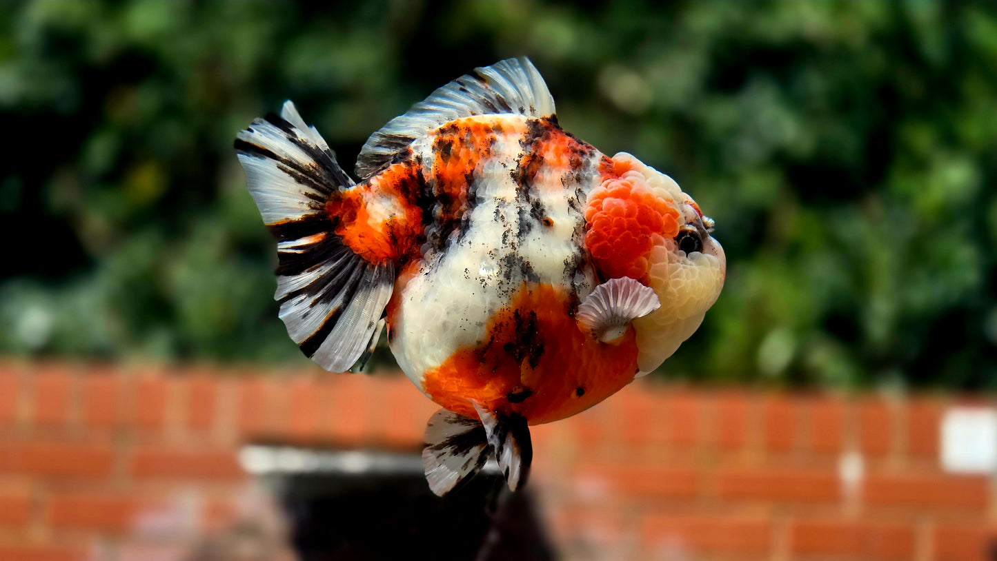 VHQ Jumbo Calico Oranda July2612 T6