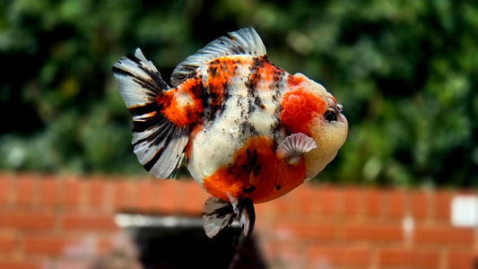 VHQ Jumbo Calico Oranda July2612 T4