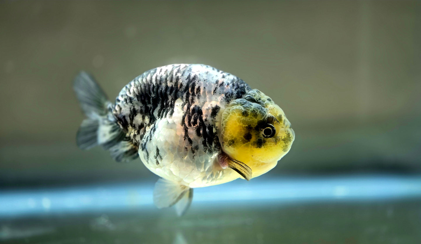 HQ Ranchu July2659 T2