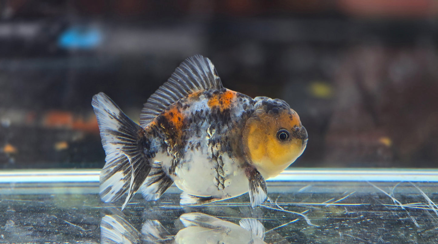 Shogun Short Tail Oranda June10
