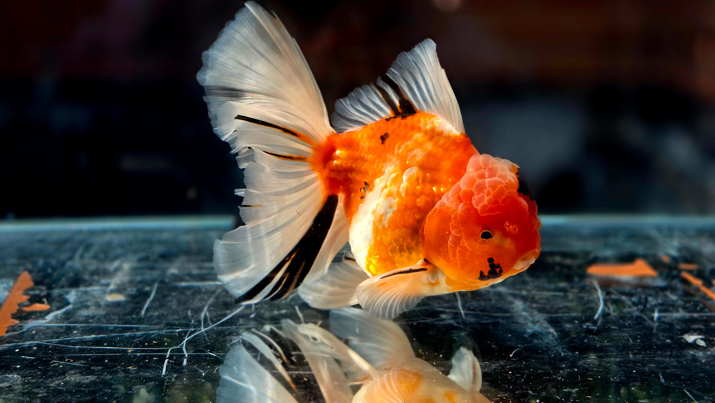 VHQ Jumbo Calico Oranda July2607 P