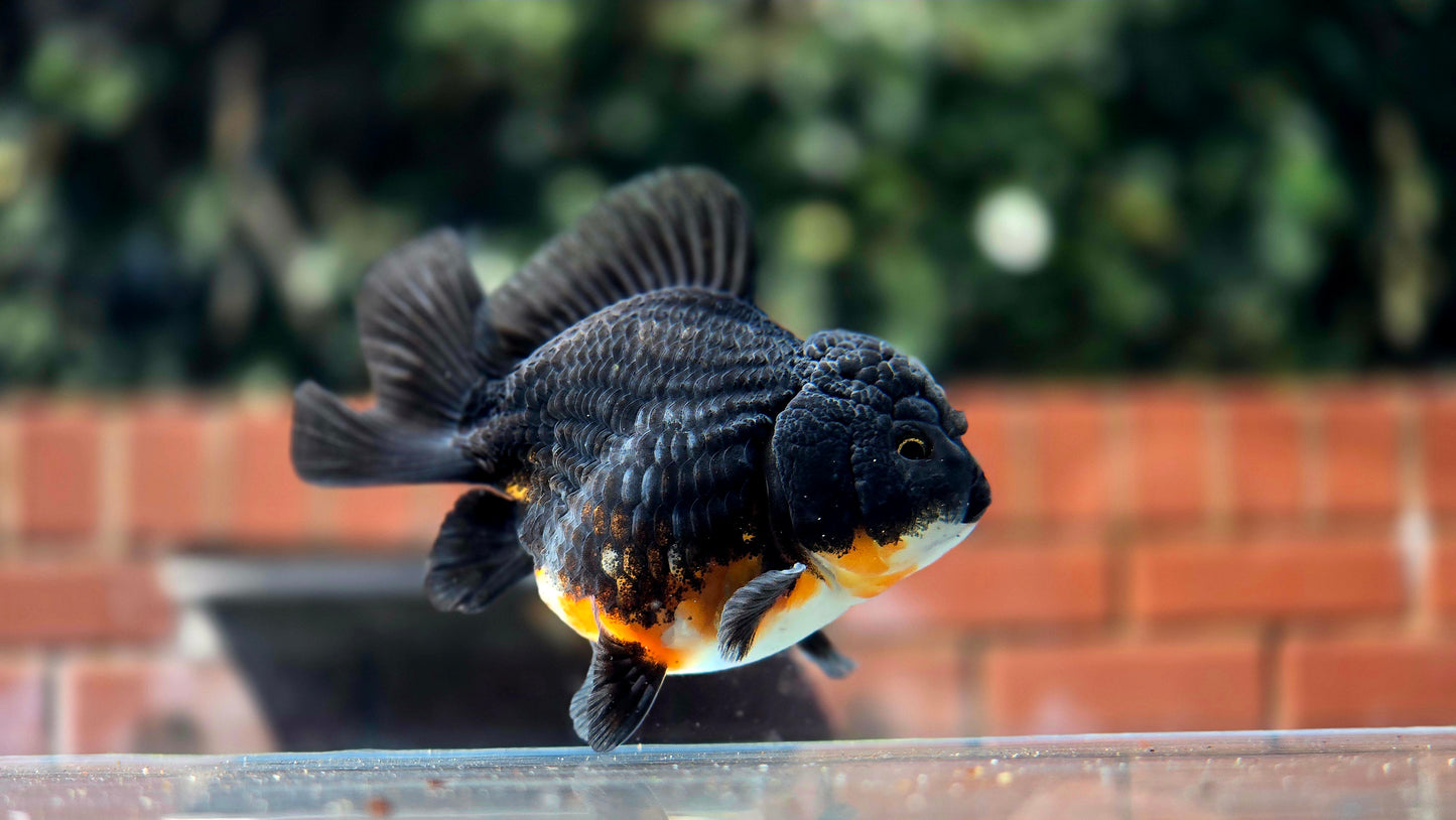 HQ Shogun Oranda July2654 C3